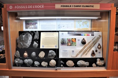 Nova vitrina al Museu de Geologia Valentí Masachs